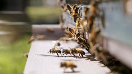 Entr&eacute;e de la ruche : les gardiennes