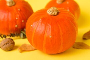 Orange pumpkins with autumn decor on color background