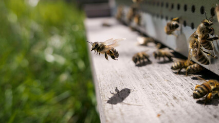 D&eacute;collage d'une butineuse de la ruche