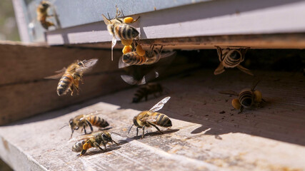 La r&eacute;colte du pollen