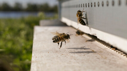Double atterrissage  simultan&eacute; d'abeilles devant l'entr&eacute;e de ruche