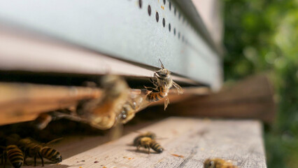 Tr&eacute;s vieille abeille butineuse aux ailes us&eacute;es