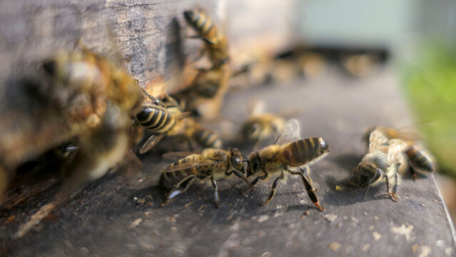 Abeille infect&eacute;e par le varroa sur l'entr&eacute;e de la ruche