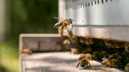 Abeille butineuse ramenant du pollen orange &agrave; la ruche