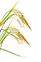 Vibrant golden paddy jasmine rice isolated on transparent background. PNG transparency
