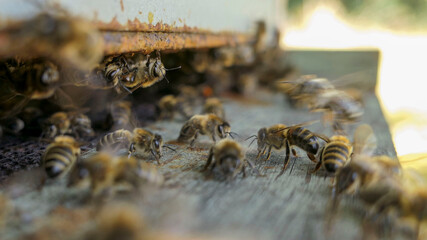 Activité intense des abeilles, des butineuses, des gardiennes,  à l'entrée de la ruche