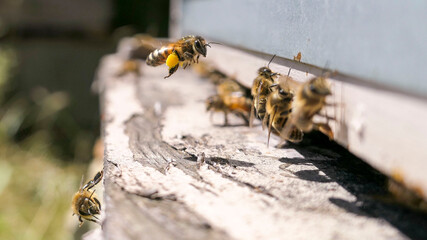 Vol d'une butineuse ramenant le pollen &agrave; la ruche