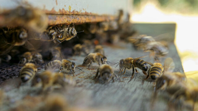 Activit&eacute; intense des abeilles, des butineuses, des gardiennes,  &agrave; l'entr&eacute;e de la ruche