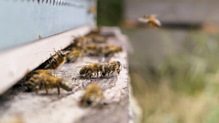 Groupe d'abeilles gardiennes devant la ruche
