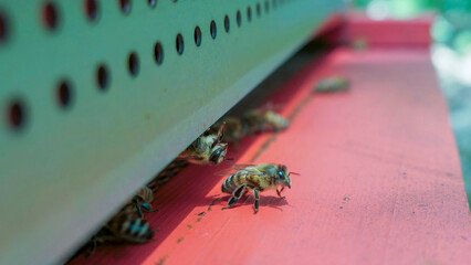 Abeilles devant la ruche