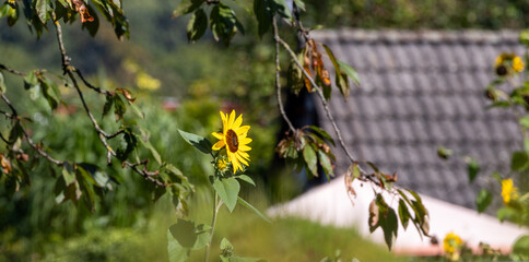 Beautiful sunflowers grow in a rural garden. Selective focus.
