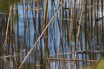 Background with water and rushes