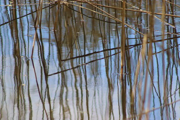 Background with water and rushes