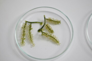 Naklejka premium Grape algae in a culture dish on a white background. Seafood development and research A female researcher is studying the cleanliness of grape algae. Grape algae isolated on white background.