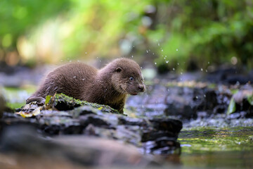 Obraz premium A river otter rests on a forest stream.