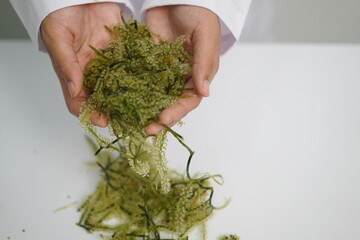 Grape algae in a culture dish on a white background. Seafood development and research A female researcher is studying the cleanliness of grape algae. Grape algae isolated on white background.