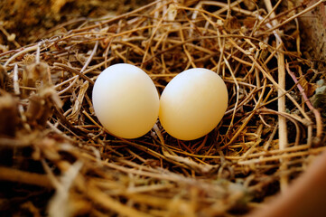 pigeon eggs
