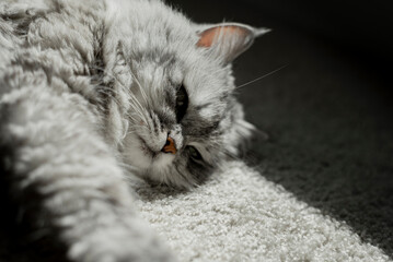 portrait of a gray gentle sleepy cat. The domestic cat lies on the carpet. Hard light falls on the fluffy muzzle of the cat. place for text