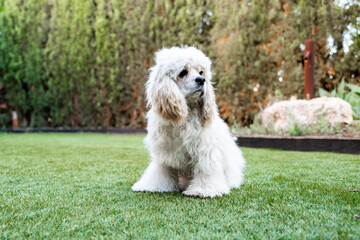 portrait of an American cocker spaniel sitting on the grass in a garden