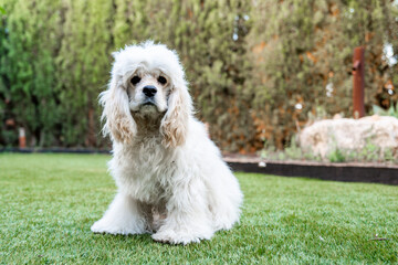 portrait of an American cocker spaniel sitting on the grass in a garden