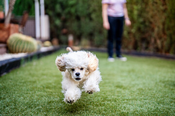 American cocker spaniel running and playing in a garden