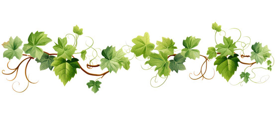 Twisted grape leaf and vines on transparent background - obrazy, fototapety, plakaty