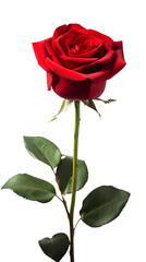 Red Rose Flower. Isolated on Transparent background.