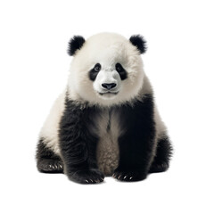 Obraz premium Panda isolated on transparent background