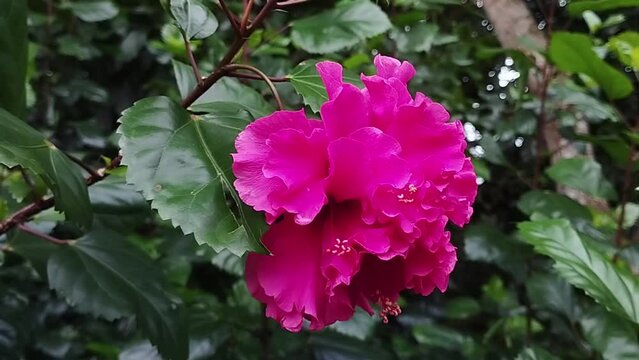 Jaba Flower