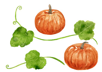 オレンジ色のかぼちゃと葉のセット　水彩イラスト