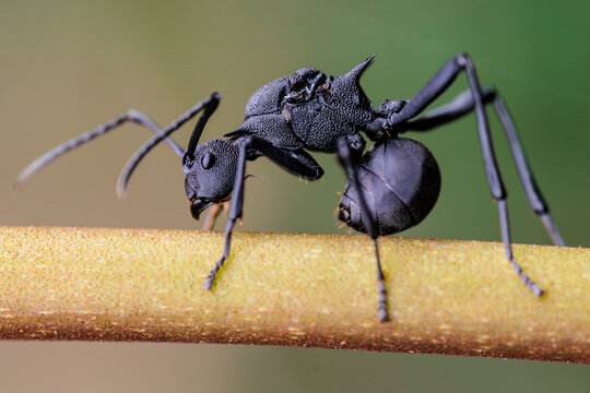 East-Asian Ant