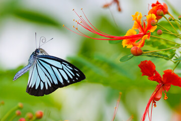 Flying butterfly and albizia flower - 654404175