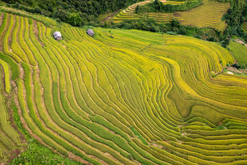 Vietnamese terrace ricefield aerial top view - 654404586
