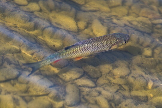 Freshwater fish Squalius cephalus aka european chub is swimming in his habitat in lake Kacabaja in Czech republic. Early autumn.