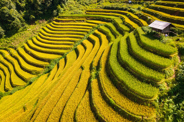 Vietnamese terrace ricefield before harvest - 654404782