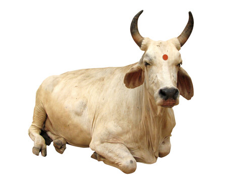 Holy cow / Transparent background