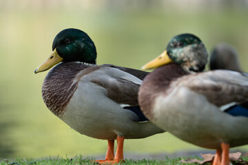 duck and ducklings