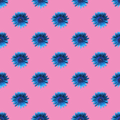 Seamless Pattern of Egyptian Blue Sunflowers on Persian Pink Background