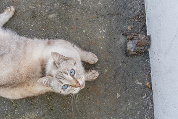 Grey and yellow cat with blue eyes after bird hunting laying on the asphalt near the sparrow close up. Shot from above