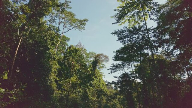 Stunning view from a 4x4 vehicle of primary rainforest. Rare naturalistic footage.