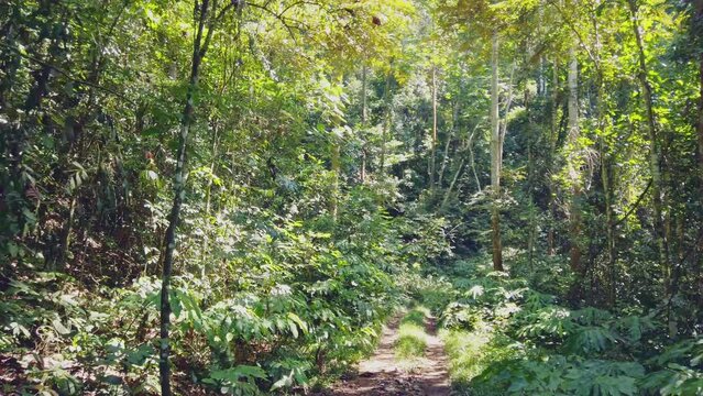Stunning view from a 4x4 vehicle of primary rainforest. Rare naturalistic footage.