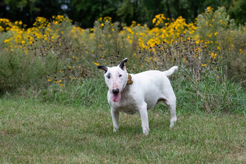 Obraz na płótnie Canvas Senior bull terrier posing by the yellow flowers
