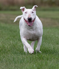 Running white bull terrier in the grass