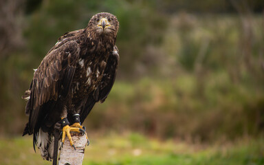 Fish eagle