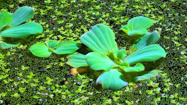 Pistia stratiotes swims among aquatic plants rootless duckweed (Wolffia arrhiza) and duckweed (Lemna turionifera)