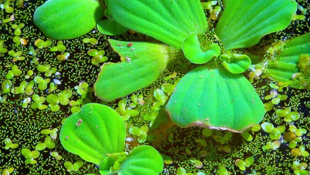 Pistia stratiotes swims among aquatic plants rootless duckweed (Wolffia arrhiza) and duckweed (Lemna turionifera)
