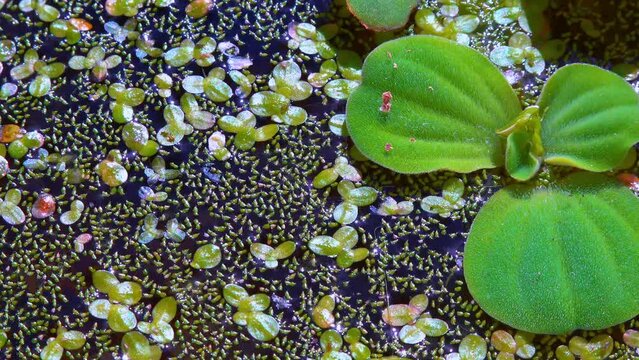 Pistia stratiotes swims among aquatic plants rootless duckweed (Wolffia arrhiza) and duckweed (Lemna turionifera)