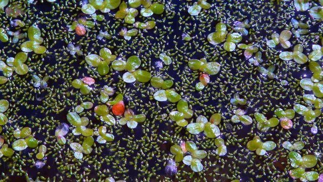 Spotless watermeal, rootless duckweed (Wolffia arrhiza) and duckweed (Lemna turionifera)