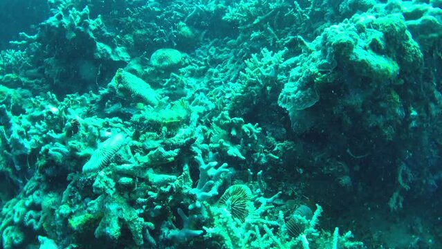 lizardfish in the reef