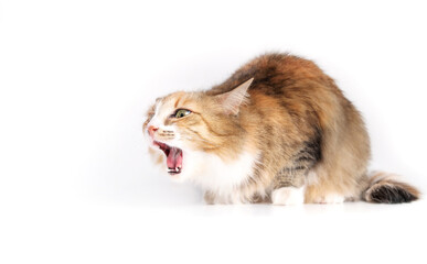 Cat choking or gagging from having an object stuck back of the mouth. In movement. Fluffy kitty with mouth wide open coughing and in distress. Danger of small object and first aid. Selective focus.